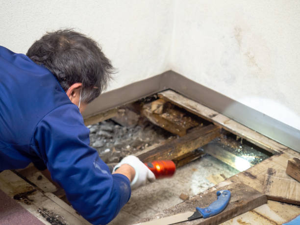 Best Commercial Mold Removal  in Cherokee Village, AR