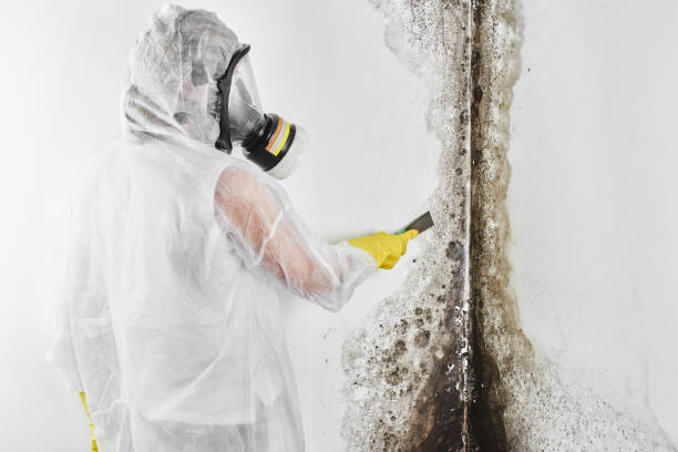 Best Black Mold Removal  in Cherokee Village, AR