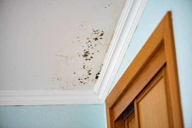 Best Home Mold Removal  in Cherokee Village, AR