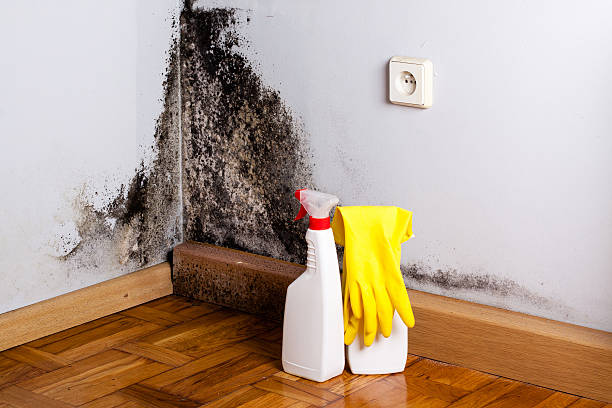 Best Fast Mold Removal  in Cherokee Village, AR
