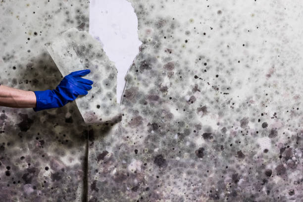 Best Best Mold Removal Companies  in Cherokee Village, AR